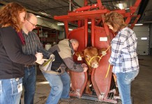 Male chromosome hinders beef cattle reproduction Photo by Janice Watts