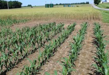 Crop update: still wet, but could be worse