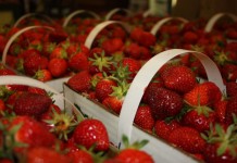 Researchers looking to extend berry season