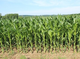 Huge crop or early frost: Race is on
