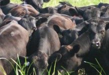 Superbugs and antibiotic resistance: the facts