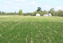 Interest in cover crop program growing, amid success Cover crops field