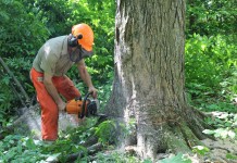 Saving limbs, to saving life: Chain saw safety is more than a buzzword