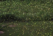 Make some campfire memories this summer Fireflies lighting up yard