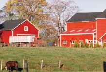 Census shows farmland depleted in Kentucky farm