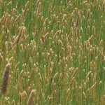 “Superweeds” a problem for farmers Weeds