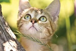 A cat in tree