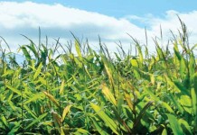April showers didn’t stop Ohio crops Corn field