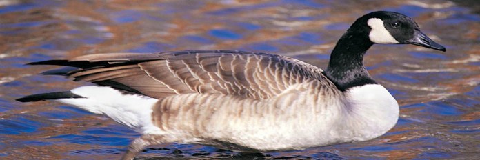 Canada goose