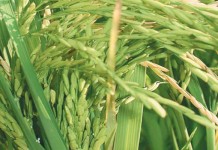 Buffalo, New York art exhibit features rice farming Rice plant