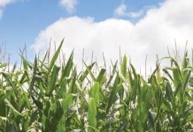 Drones could be useful in farming, according to professor Crop field