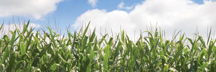 Crop field