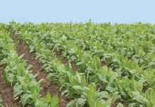 Farmers, consultants needed for major initiative to update fertilizer guidelines Field