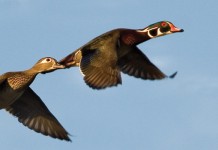 Ohio waterfowl hunting season dates updated ducks