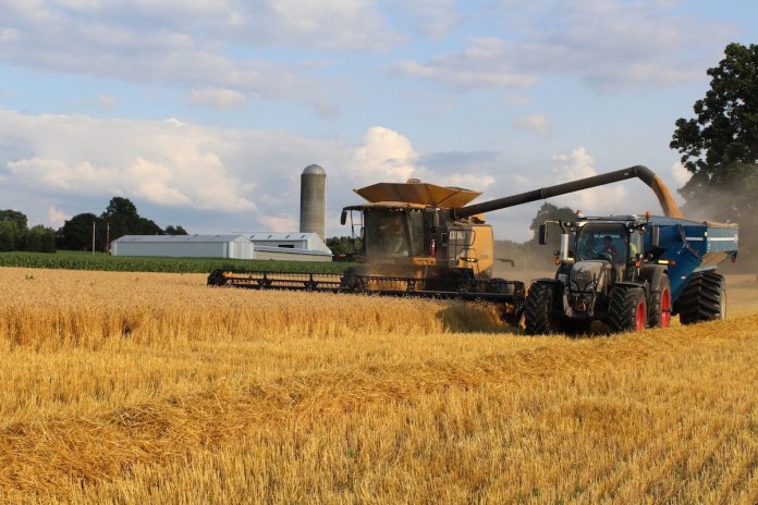 wheat harvest