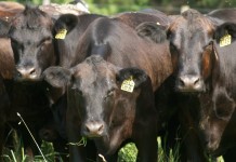 U.S. cattle inventory down 3 percent from 2012