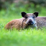 Pigs gone wild have come to Ohio Feral pigs
