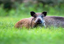 Raise awareness for invasive species Feb. 21-27 Feral pigs