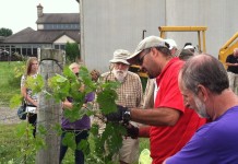 Commercial grape workshop at OSU Piketon Checking grapes