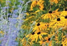 Penn State uses trial and error to test flower varieties Flower garden