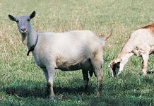 Thanks to Amazon, you can now rent goats Goats grazing in field