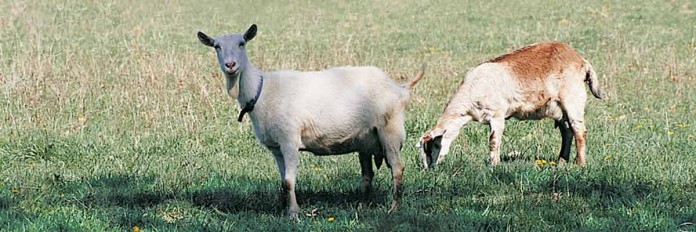 Goats grazing in field