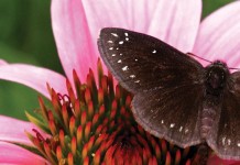 A trip to the California Bug Fair butterfly
