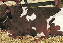 Recalled beef leads to prosecution for employees Cow