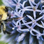 Save the bees: Ortho removes pesticides thought to harm pollinators