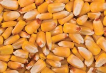 Corn crop to exceed demand, farmers worry corn