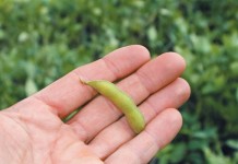 Record Ohio harvest, though some futures prices don’t match yield soybean