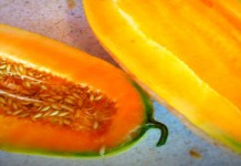 This season’s seed, next season’s harvest: A seed saving primer