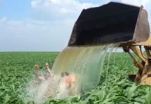 ALS #IceBucketChallenge – farm style ice bucket challenge-Peterson Brothers