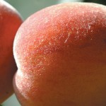 Harsh winter results in small peach crop peach tree