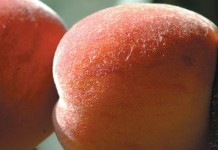 Harsh winter results in small peach crop peach tree