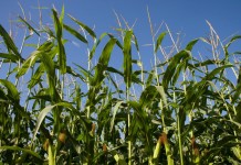 Looking into the crystal ball… Is an early frost in the works? Corn growing in the field. California