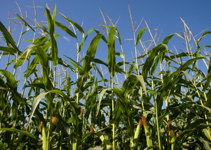 Corn growing in the field. California