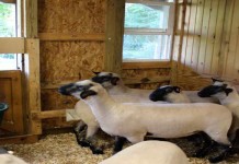 More than your average project: A day in the life of a 4-H member Anna Montazzoli 4-H member