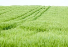 Growin’ oats is a storied past for farmers Oats fields