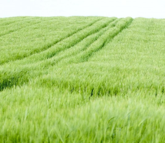 Oats fields
