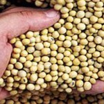 Beware of diet fad avoiding lectins soybean seeds