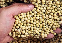 Lower seed prices? Probably not soybean seeds