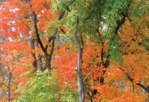 Science behind the changing leaves autumn leaves