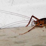 Greenhouse camel crickets abundant in eastern U.S. Camel Cricket