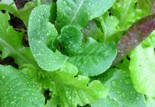 What can I plant now?