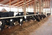 USDA extends deadline for dairy Margin Protection Program