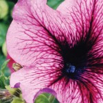 Forego end of summer gardening maintenance to see annuals again in spring petunias