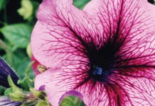 Forego end of summer gardening maintenance to see annuals again in spring petunias
