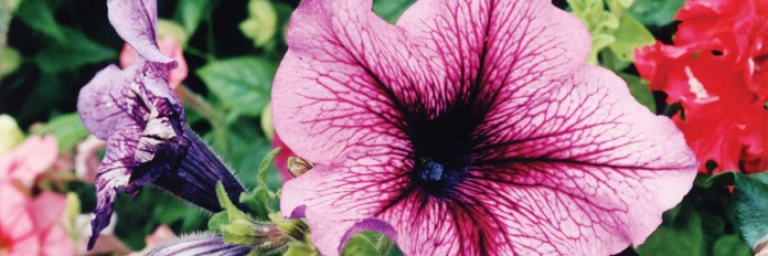 petunias