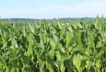 Robot can navigate cornfield, spray fertilizer row of corn